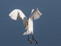Witte reiger : Europa, Nat. park Donana, Reisen, Spanje, europa